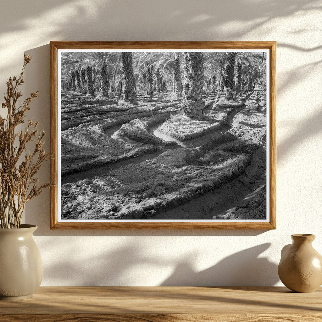 Vintage Date Palms Coachella Valley California 1937 - Available at KNOWOL
