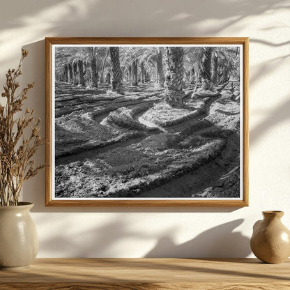 Vintage Date Palms Coachella Valley California 1937 - Available at KNOWOL