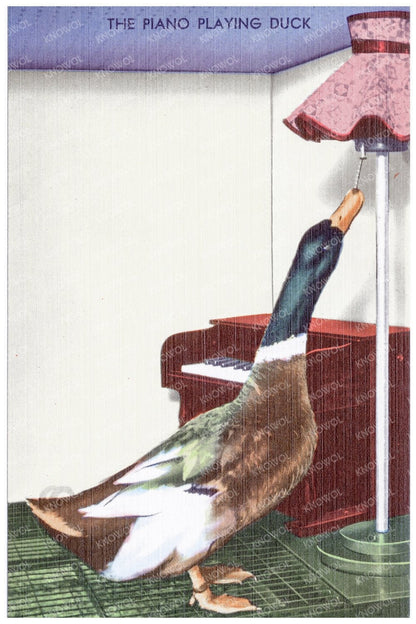 Vintage Duck Playing Piano Postcard 1930 - 1945 - Available at KNOWOL