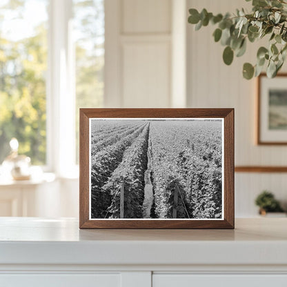 Vintage Hop Plants in Yakima Valley August 1939 - Available at KNOWOL