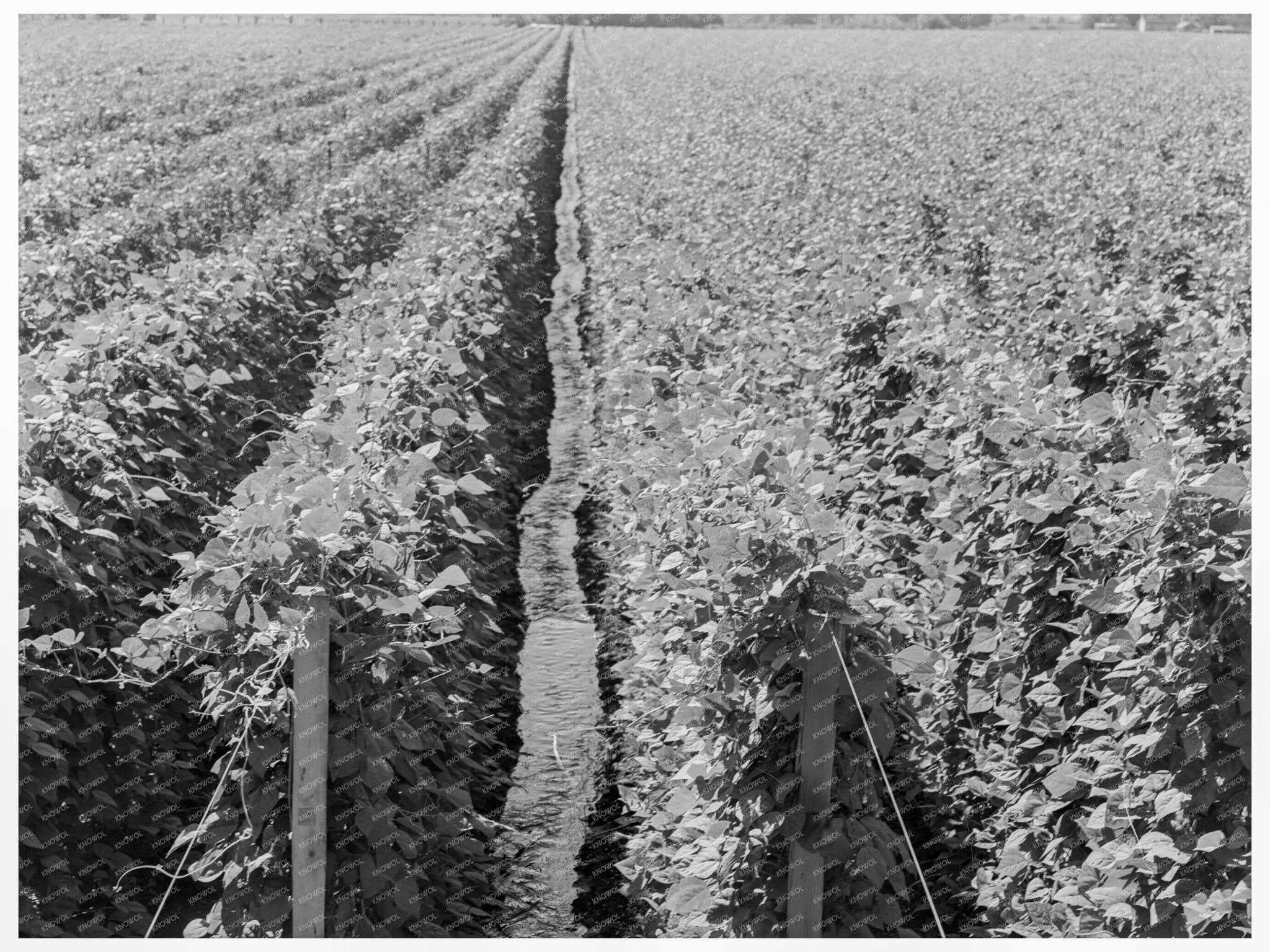 Vintage Hop Plants in Yakima Valley August 1939 - Available at KNOWOL