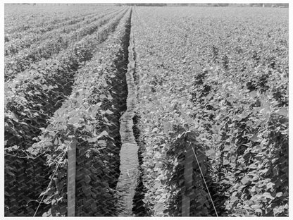 Vintage Hop Plants in Yakima Valley August 1939 - Available at KNOWOL