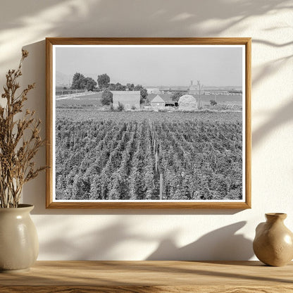 Vintage Hop Yard in Yakima Valley 1939 - Available at KNOWOL