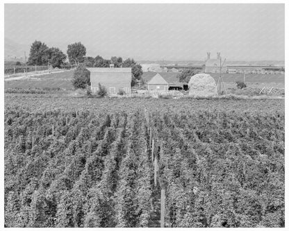 Vintage Hop Yard in Yakima Valley 1939 - Available at KNOWOL