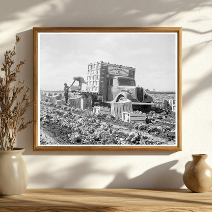 Vintage Lettuce Fields in Salinas California 1936 - Available at KNOWOL