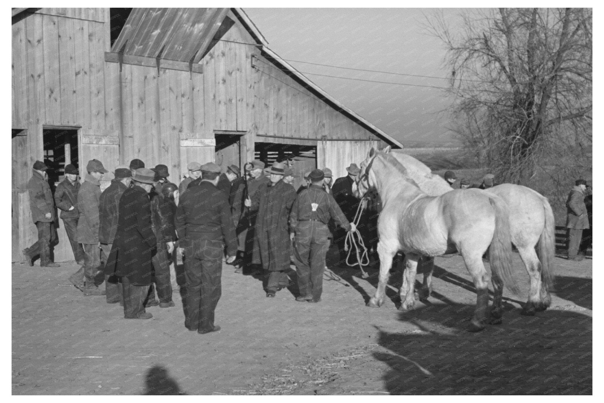 Vintage Mule Auction Aledo Illinois November 1936 - Available at KNOWOL