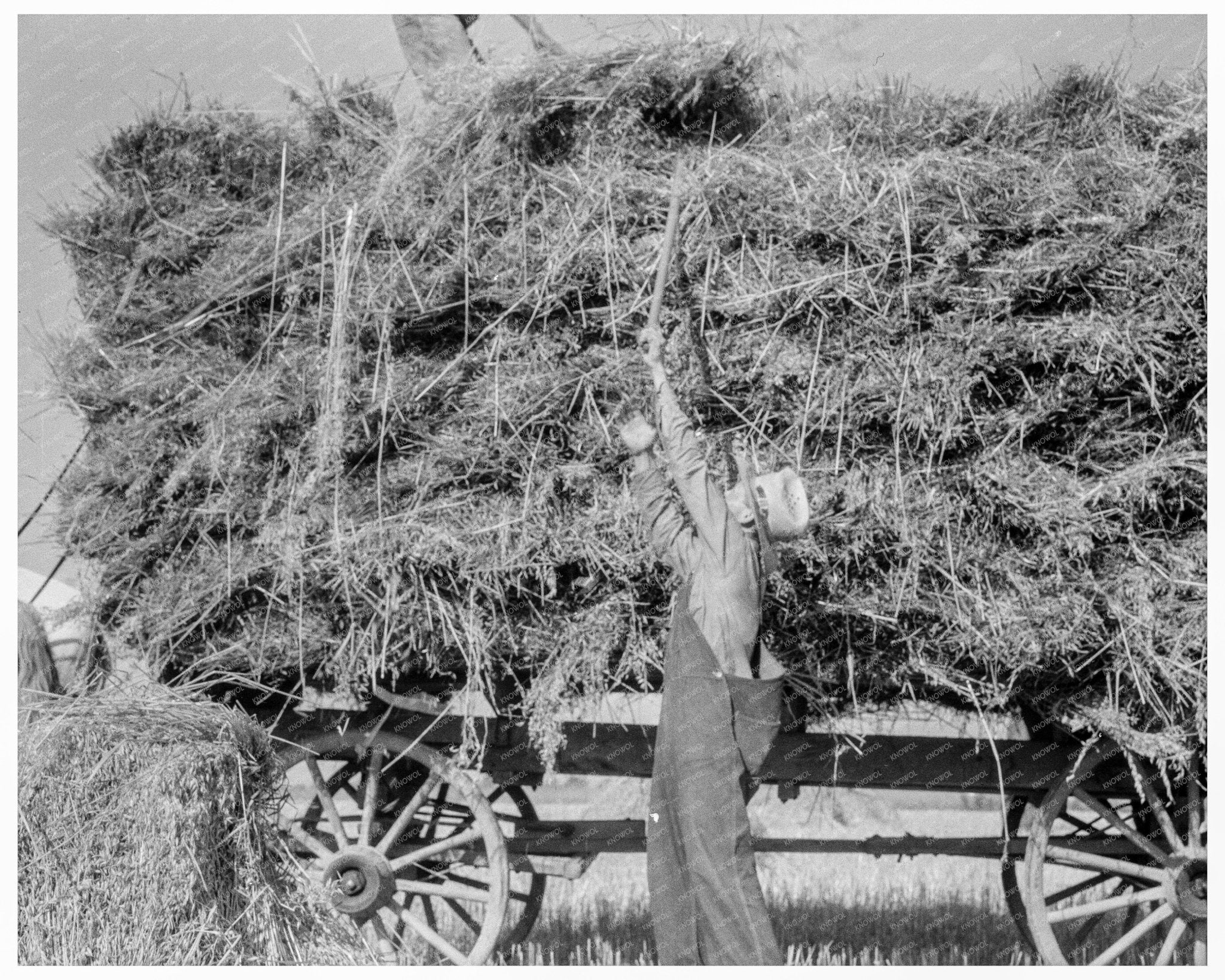 Vintage Oat Threshing in Clayton Indiana 1936 - Available at KNOWOL