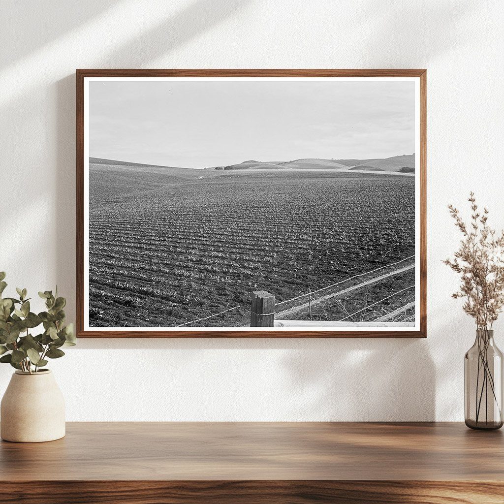 Vintage Pea Fields San Juan Bautista California 1939 - Available at KNOWOL