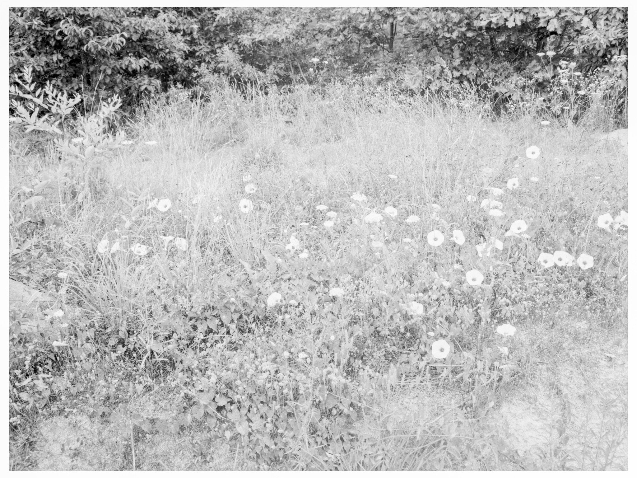 Vintage Roadside Flora in Person County North Carolina 1939 - Available at KNOWOL