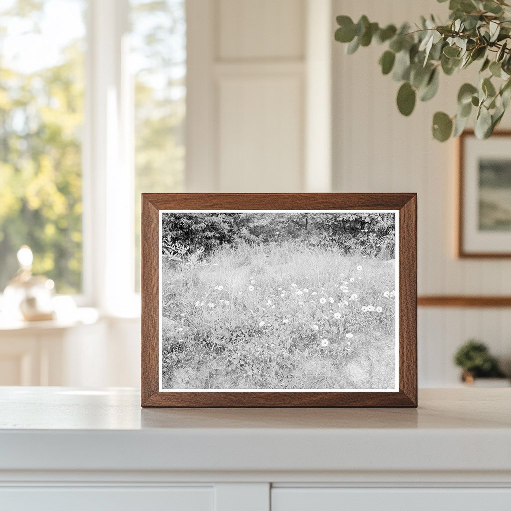 Vintage Roadside Flora in Person County North Carolina 1939 - Available at KNOWOL