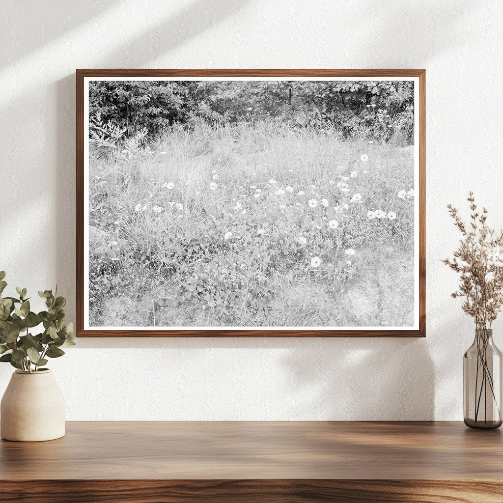 Vintage Roadside Flora in Person County North Carolina 1939 - Available at KNOWOL