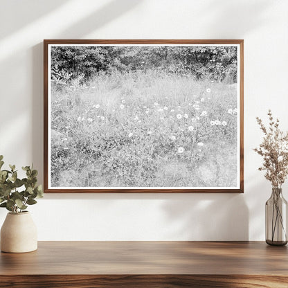 Vintage Roadside Flora in Person County North Carolina 1939 - Available at KNOWOL