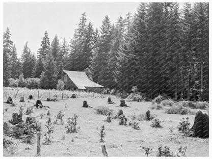 Vintage Stock Farm in Lewis County Washington 1939 - Available at KNOWOL