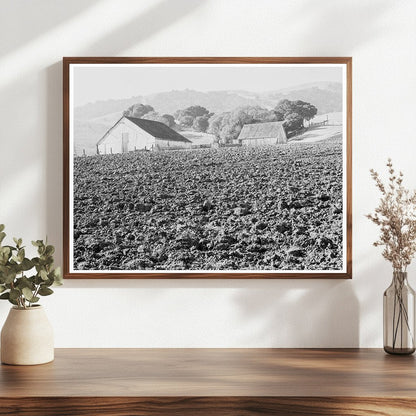 Vintage Stock Ranch Plowed Field Contra Costa County 1938 - Available at KNOWOL