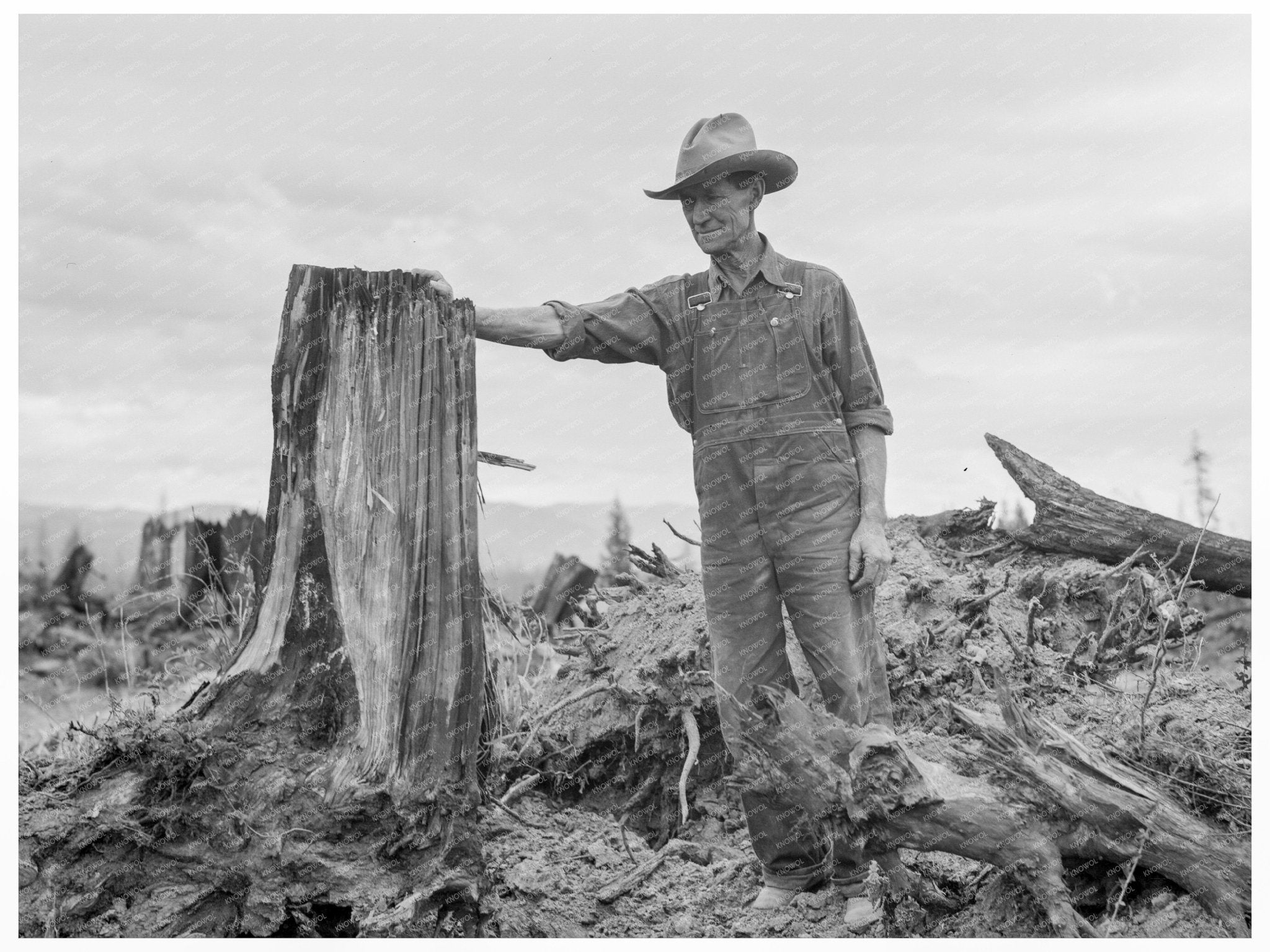 Vintage Stump on Cut - Over Farm Bonner County Idaho 1939 - Available at KNOWOL