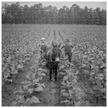 Vintage Tobacco Harvesting in Granville County 1939 - Available at KNOWOL