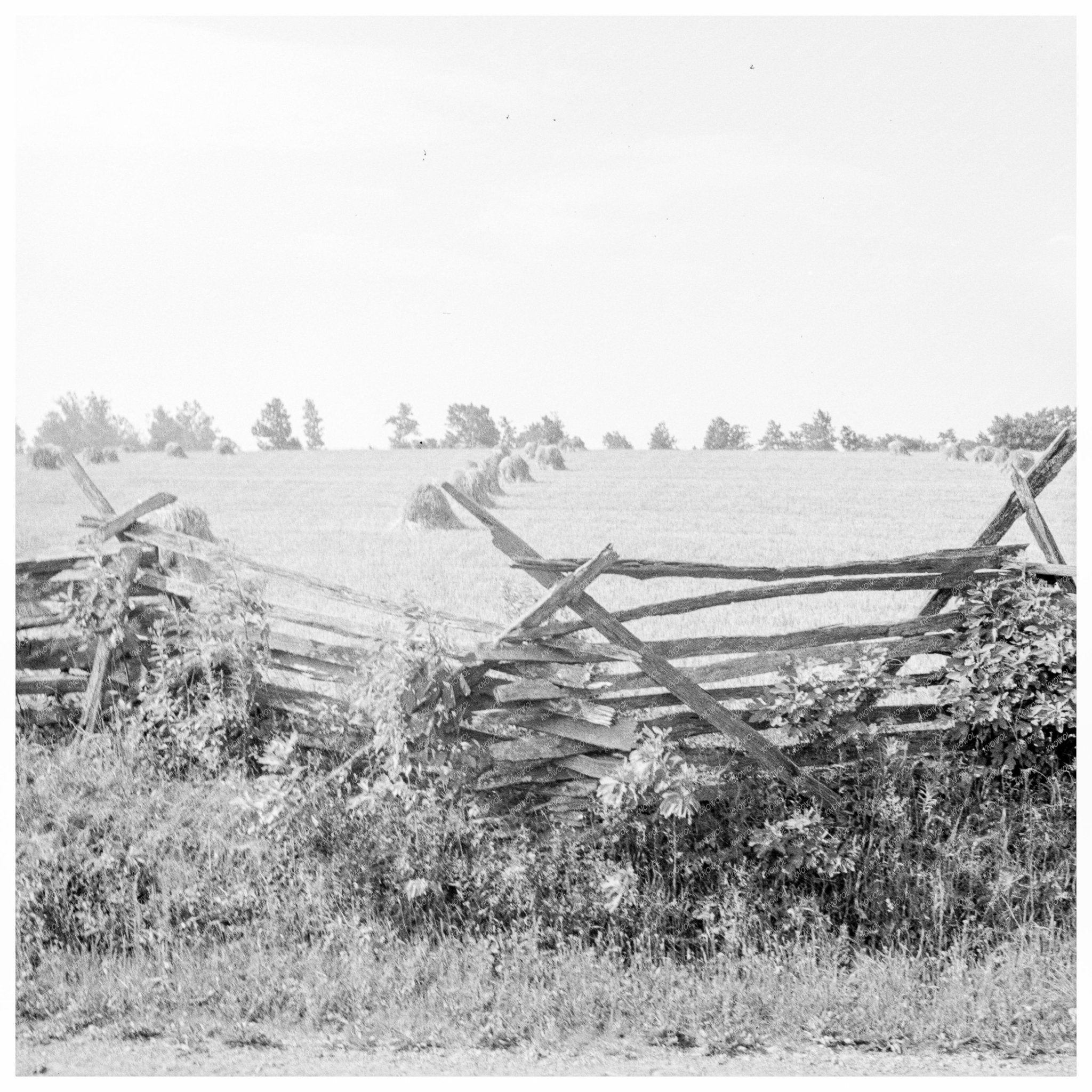 Virginia Wheat Field Photograph June 1936 - Available at KNOWOL