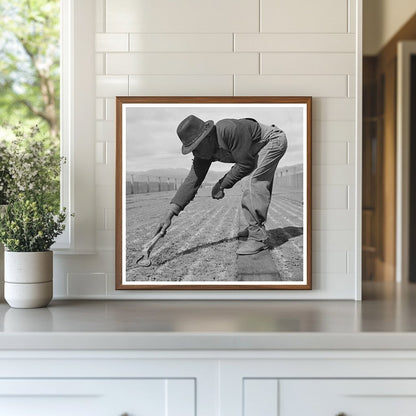 Weeding Guayule Seedbeds in Salinas California 1942 - Available at KNOWOL