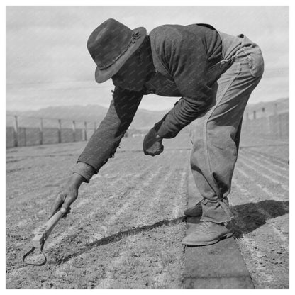 Weeding Guayule Seedbeds in Salinas California 1942 - Available at KNOWOL