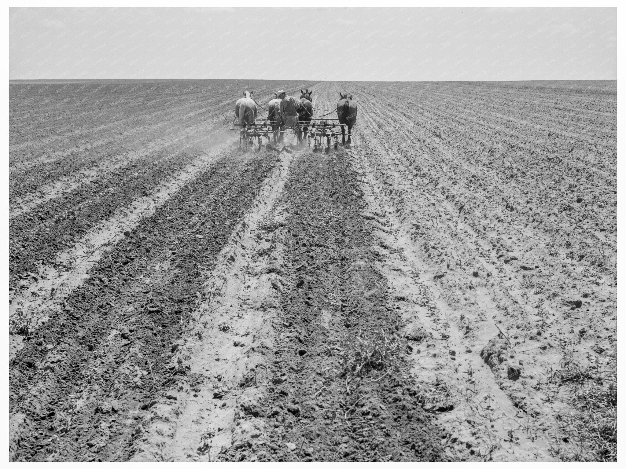 Weedless Cotton Farming in Childress County Texas 1938 - Available at KNOWOL