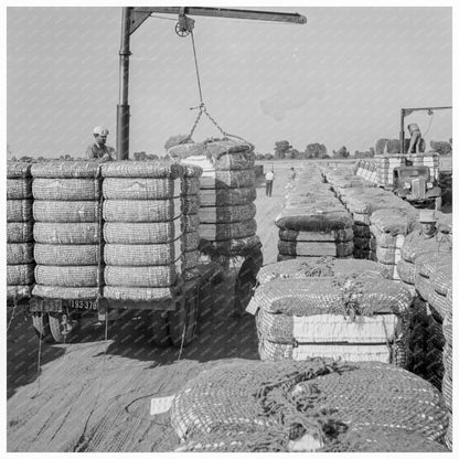 Weighing Baled Cotton at Kaweah Delta Cooperative 1938 - Available at KNOWOL