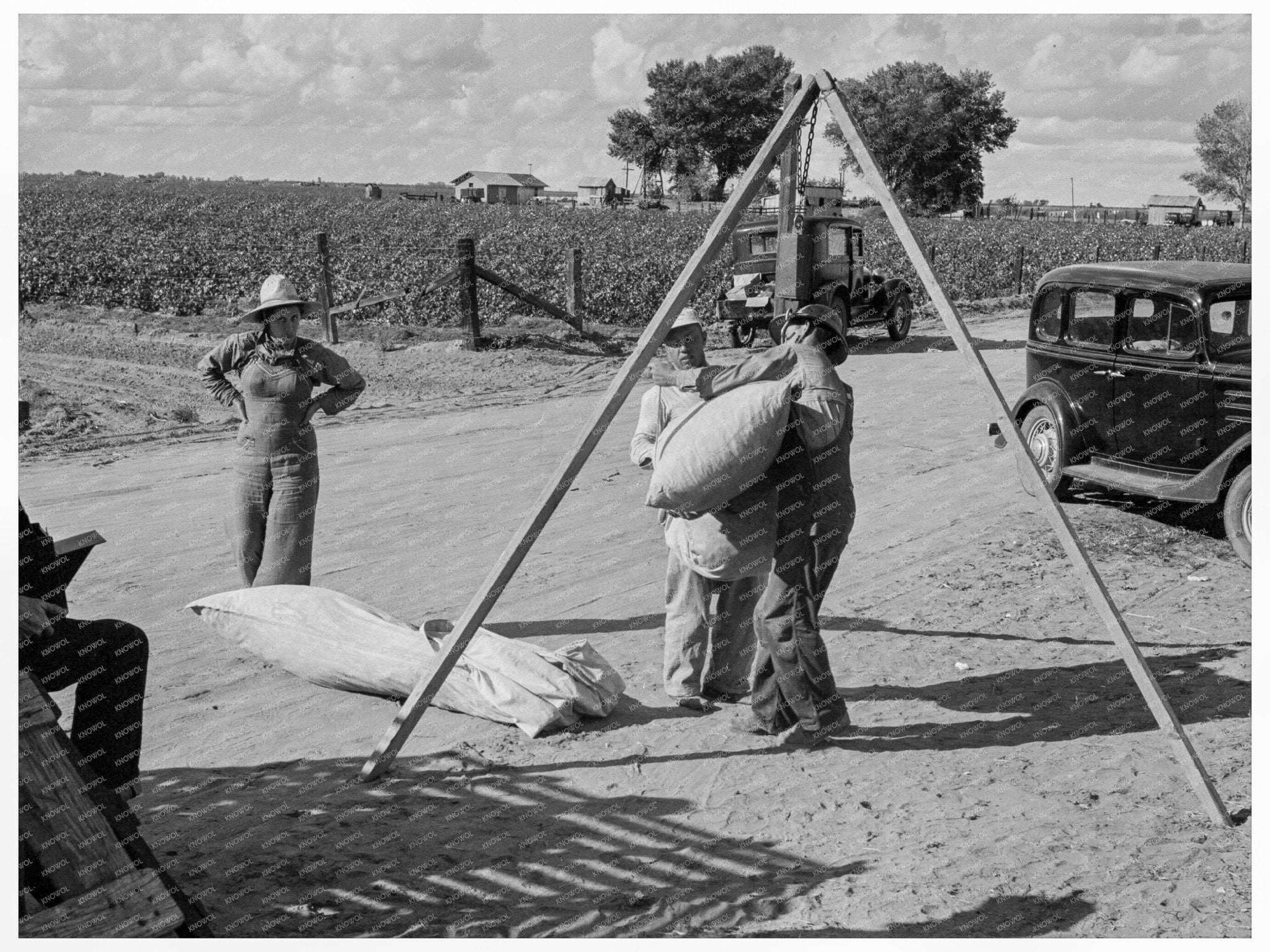 Weighing Cotton in Kern County California 1938 - Available at KNOWOL