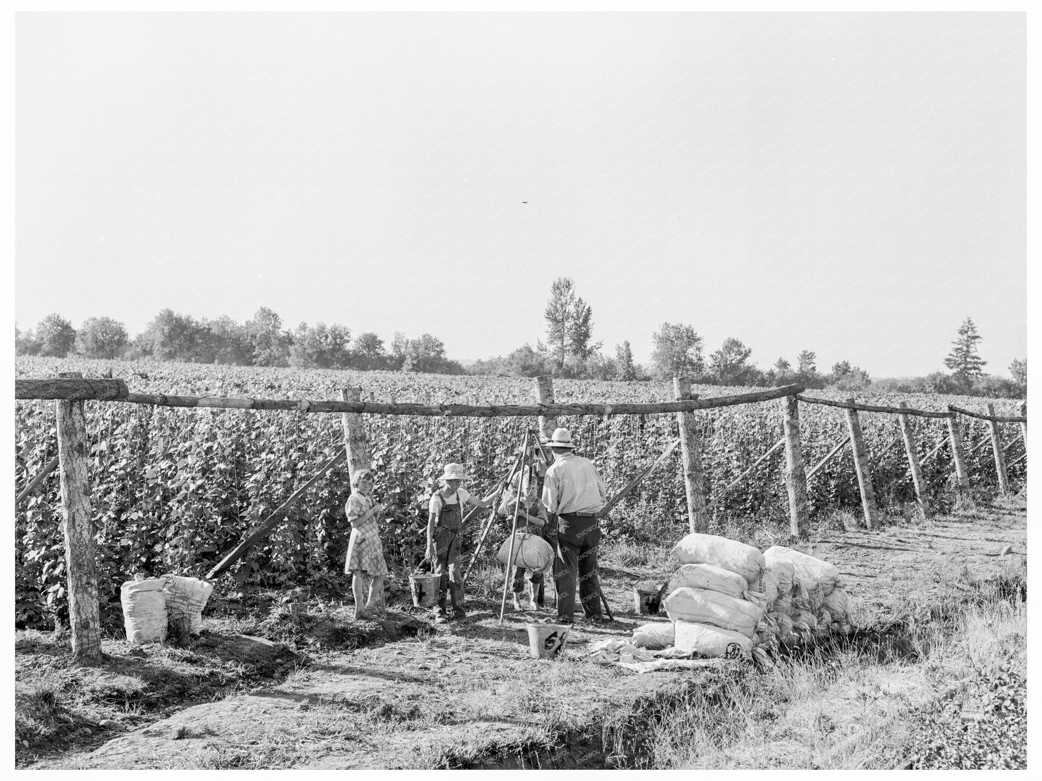 Weighing Scales at Bean Field Marion County Oregon 1939 - Available at KNOWOL