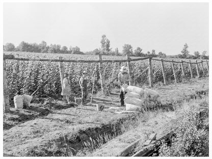 Weighing Scales at Bean Field West Stayton Oregon 1939 - Available at KNOWOL