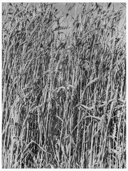 Wheat Field in Oklahoma June 1938 Historical Farm Scene - Available at KNOWOL