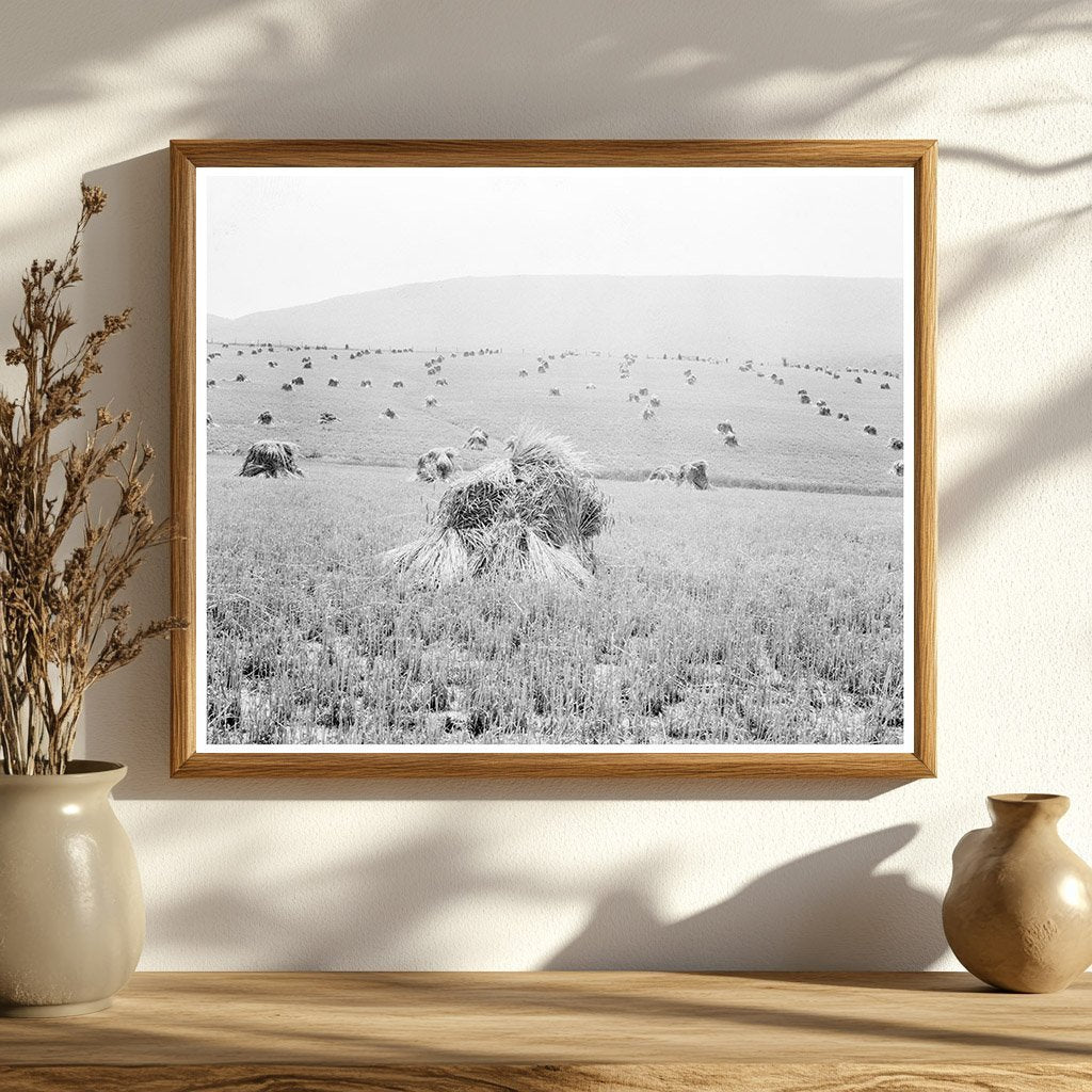 Wheat Field in Sperryville Virginia 1936 - Available at KNOWOL