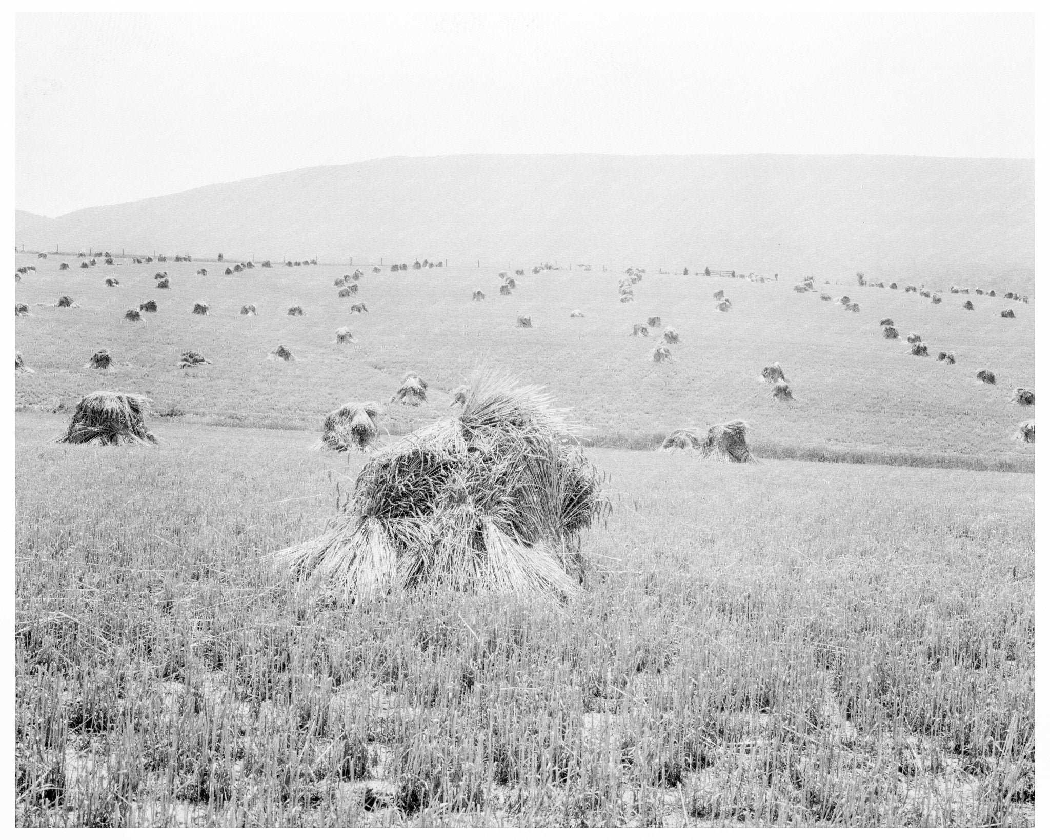 Wheat Field in Sperryville Virginia 1936 - Available at KNOWOL