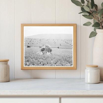 Wheat Field in Sperryville Virginia 1936 - Available at KNOWOL