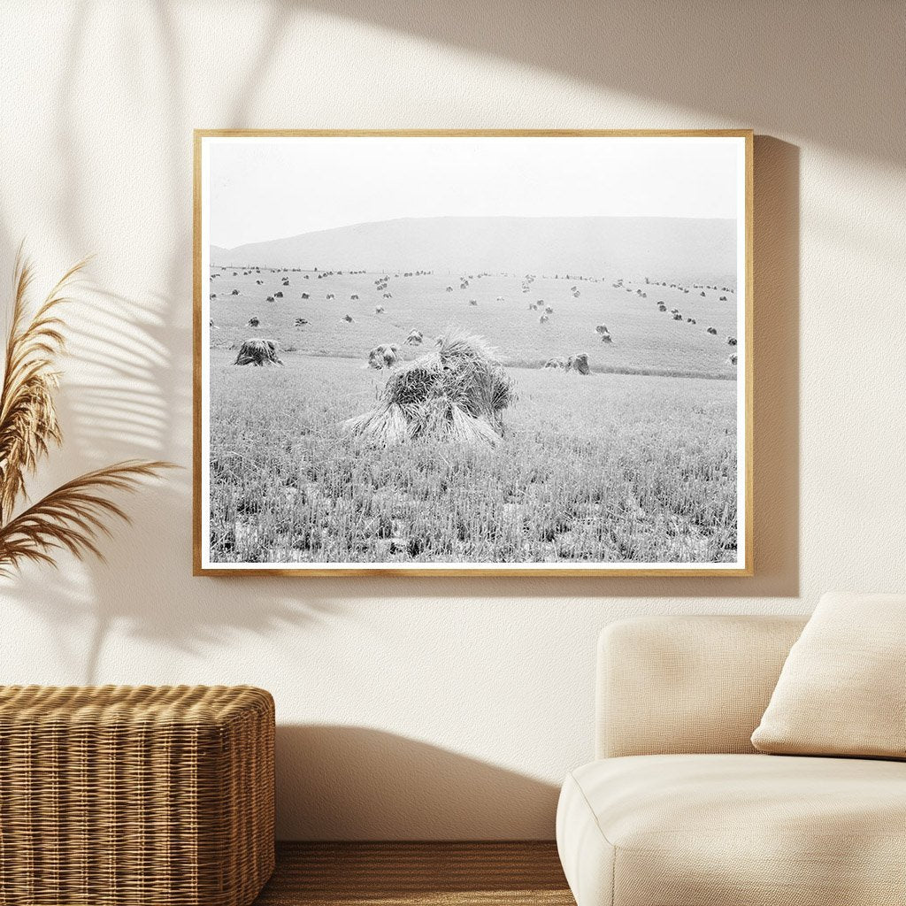 Wheat Field in Sperryville Virginia 1936 - Available at KNOWOL