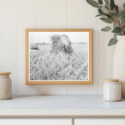 Wheat Fields in Sperryville Virginia 1936 Vintage Photo - Available at KNOWOL