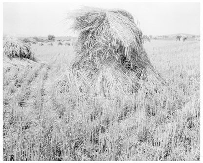 Wheat Fields in Sperryville Virginia 1936 Vintage Photo - Available at KNOWOL