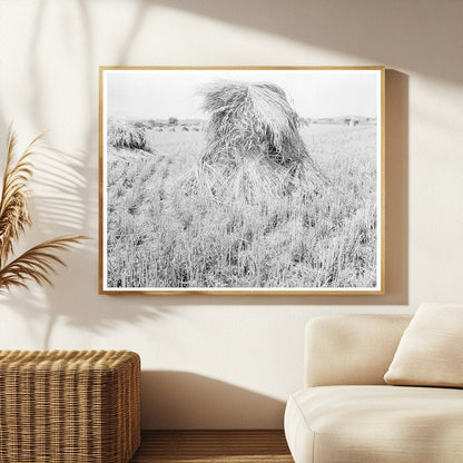 Wheat Fields in Sperryville Virginia 1936 Vintage Photo - Available at KNOWOL