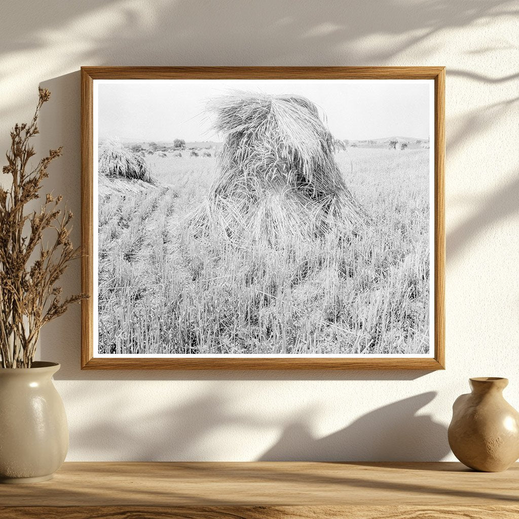 Wheat Fields in Sperryville Virginia 1936 Vintage Photo - Available at KNOWOL