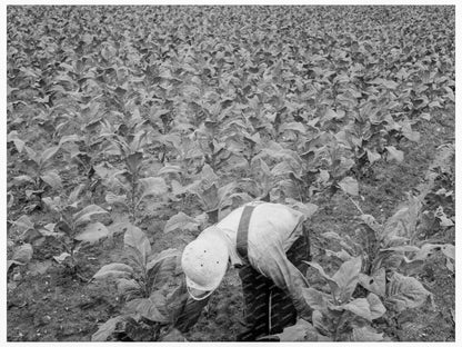 White Sharecropper Priming Tobacco in 1939 North Carolina - Available at KNOWOL