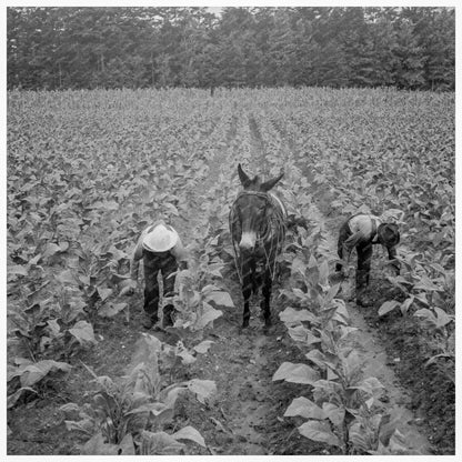 White Sharecropper Priming Tobacco North Carolina 1939 - Available at KNOWOL