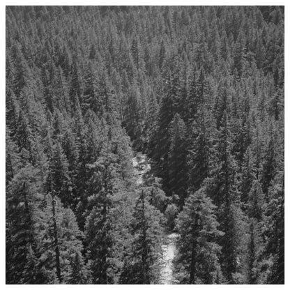 Willamette National Forest Oregon July 1942 Landscape Image - Available at KNOWOL