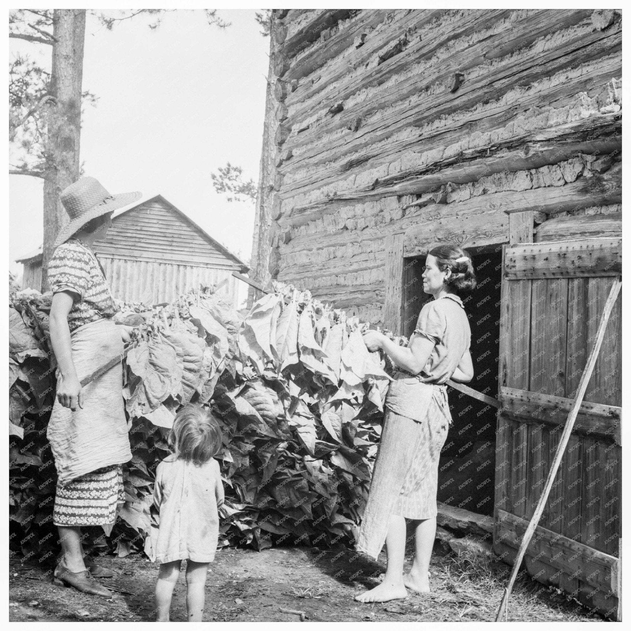 Wives Preparing Tobacco in Granville County 1939 - Available at KNOWOL