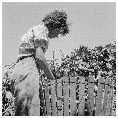 Woman Resting in Hop Vine Oregon August 1939 - Available at KNOWOL