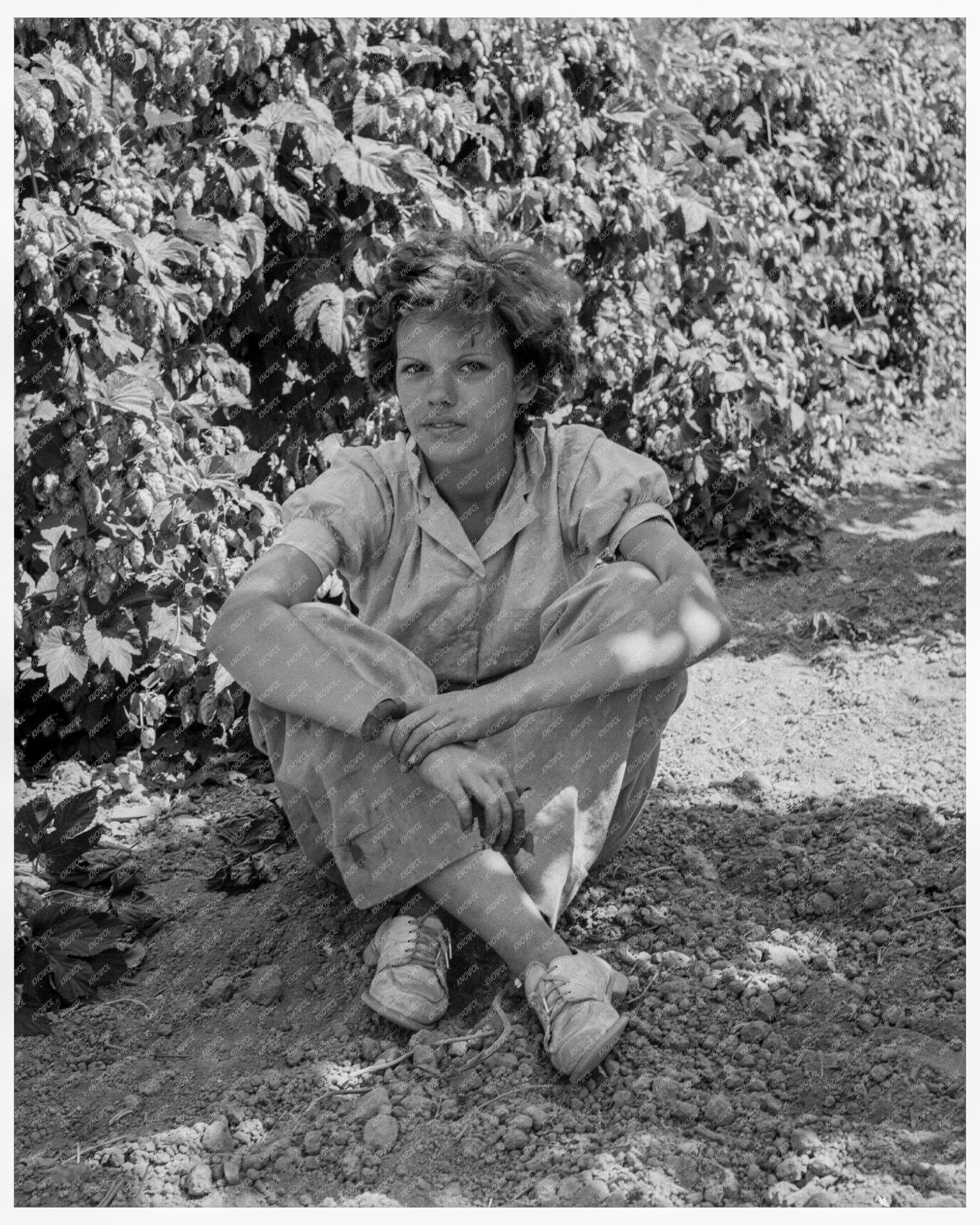 Woman Resting in Shade of Hop Vines Independence Oregon August 1939 - Available at KNOWOL