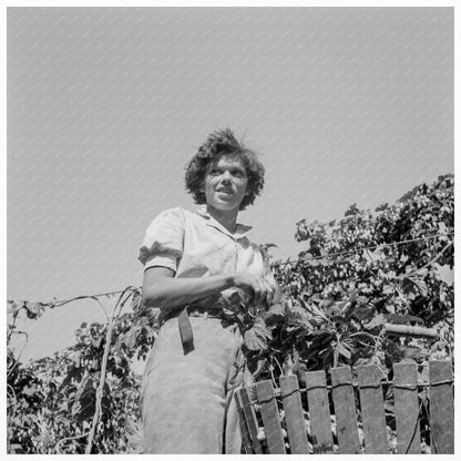 Woman Resting Under Hop Vine Independence Oregon August 1939 - Available at KNOWOL