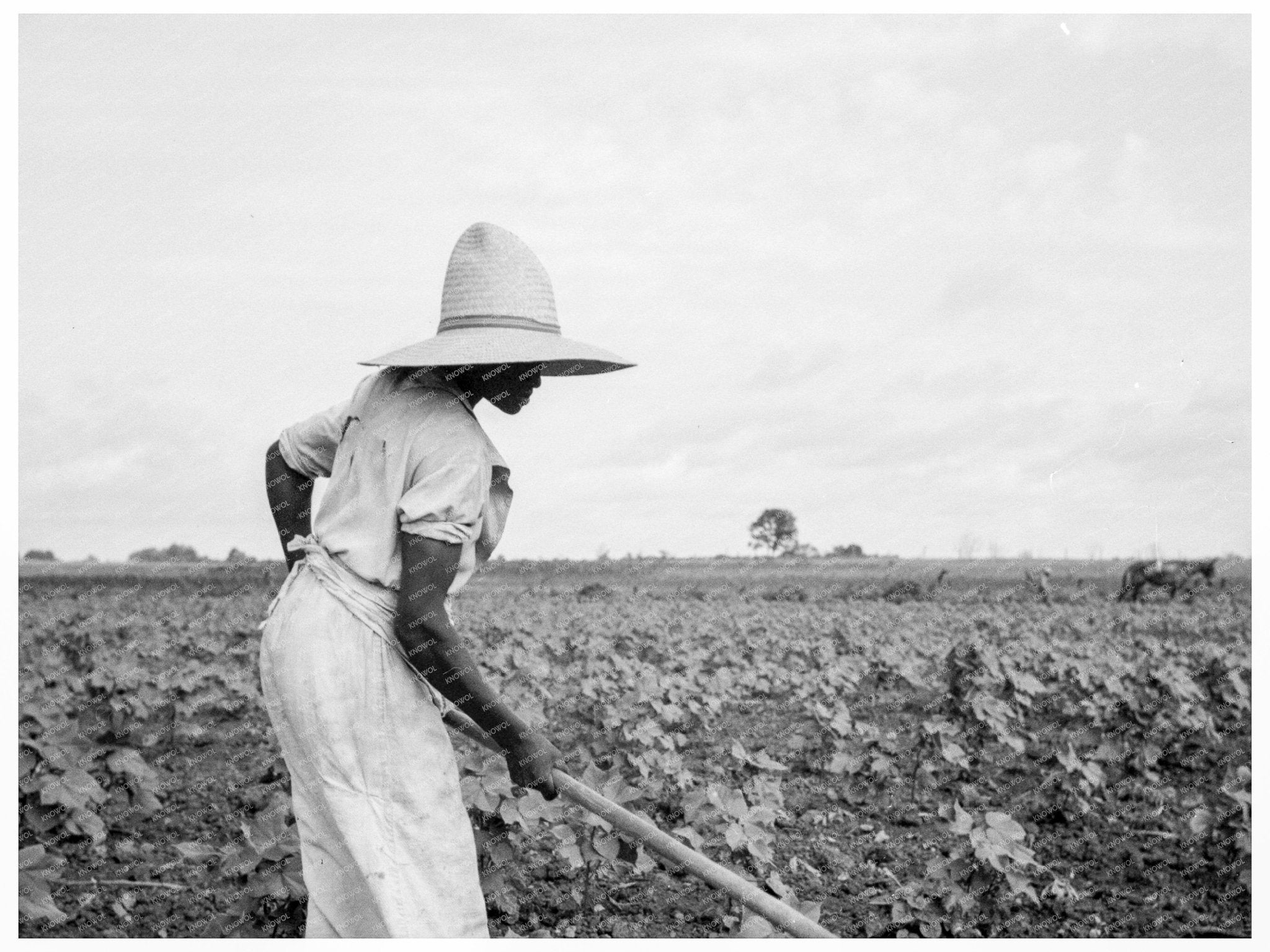 Woman Working in Field Eutaw Alabama July 1936 - Available at KNOWOL