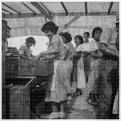 Women Packing Apricots in Brentwood California 1938 - Available at KNOWOL