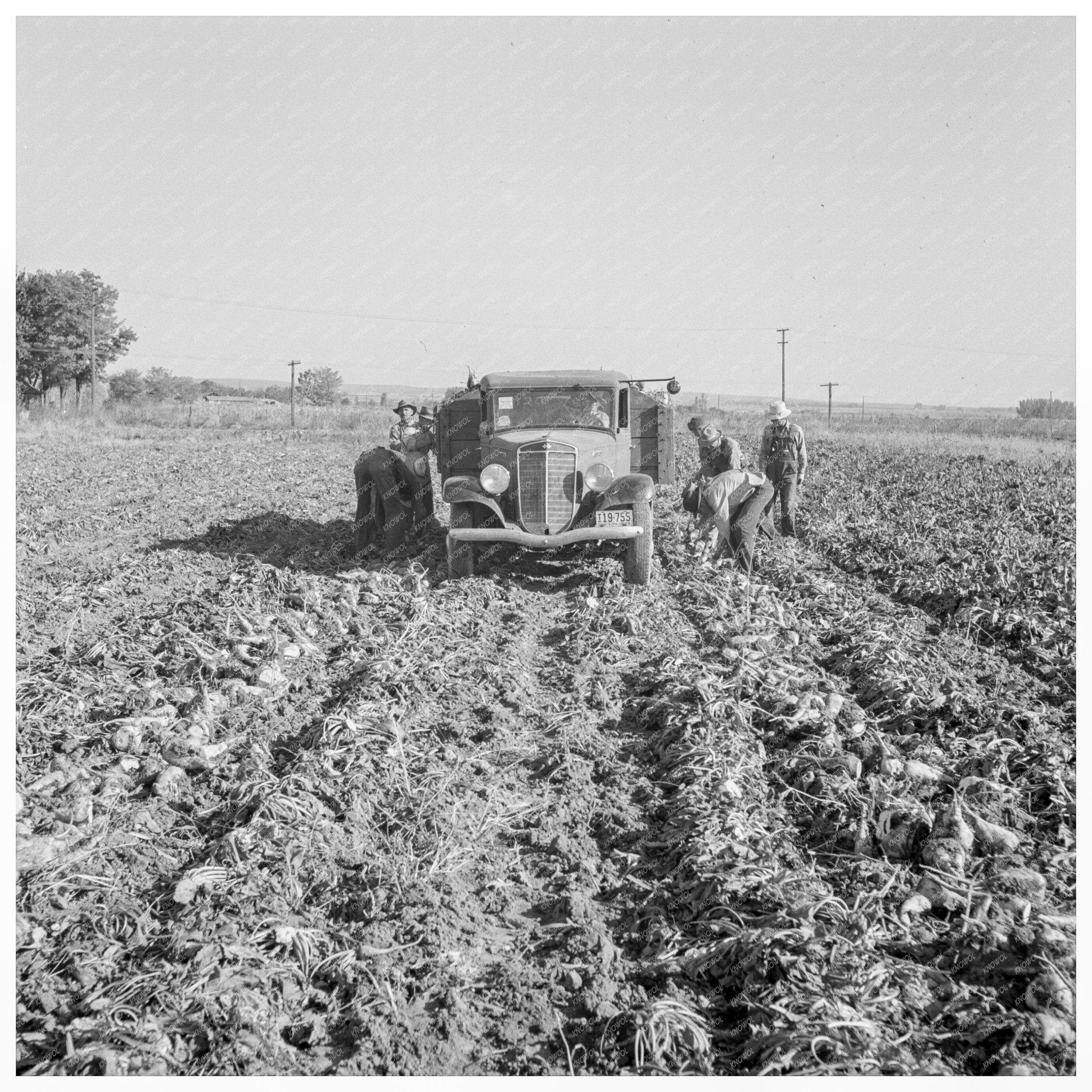 Worker Loading Truck in Sugar Beet Field Oregon 1939 - Available at KNOWOL