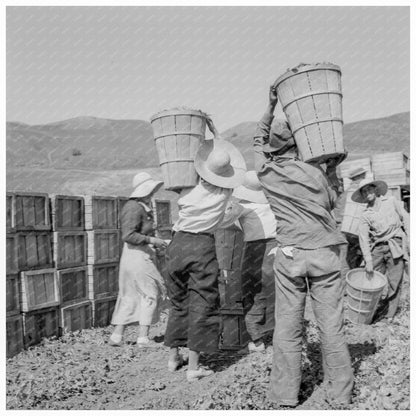 Worker with Peas in Santa Clara California April 1937 - Available at KNOWOL