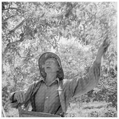 Workers Dumping Pears in Yakima Valley August 1939 - Available at KNOWOL