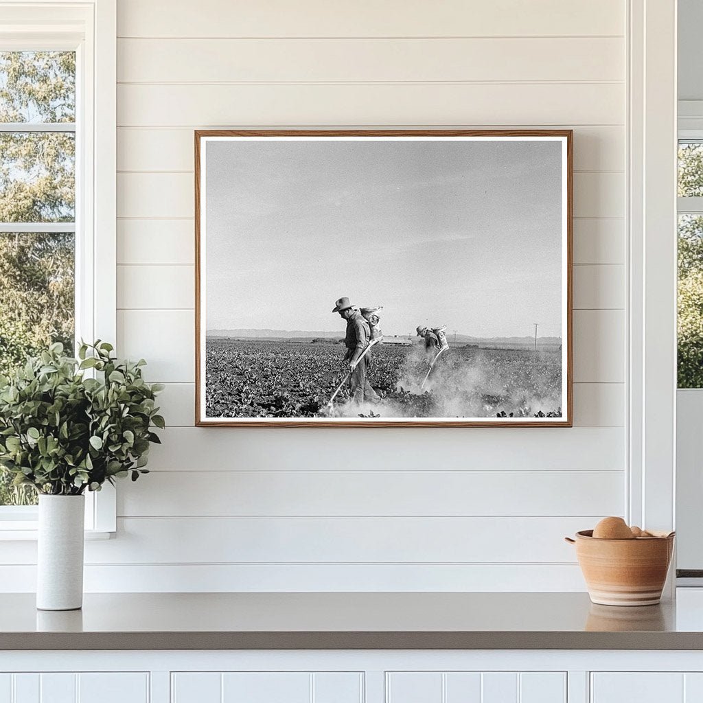 Workers Dusting Cauliflower Plants Santa Maria 1937 - Available at KNOWOL